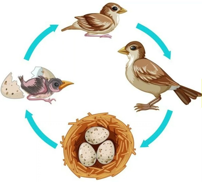 6-laboratoriya mashg‘ulot. Mavzu: Qushlarning ko‘payishi va rivojlanishi
