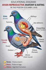 5-laboratoriya  mashg’uloti. Tirik ko’k kaptarni yorib ichki tuzilishini o’rganish